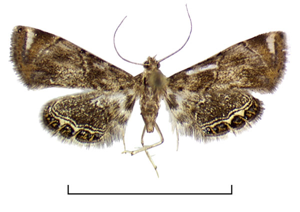 /filer/webapps/moths/media/images/M/mimicalis_Eoophyla_AF1_BMNH.jpg