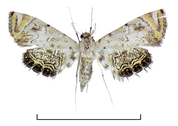 /filer/webapps/moths/media/images/M/mimicalis_Eoophyla_AF2_BMNH.jpg
