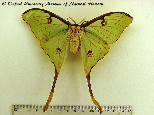 /filer/webapps/moths/media/images/M/mimosae_Argema_AF_OUMNH.JPG