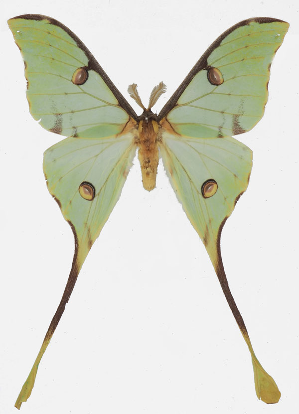 /filer/webapps/moths/media/images/M/mimosae_Argema_AM_Basquin.jpg