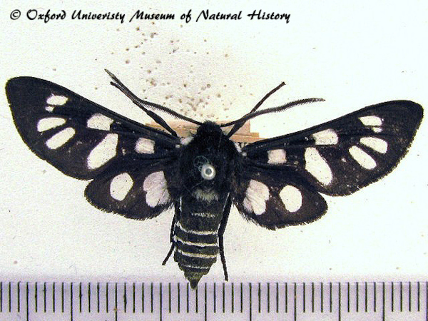/filer/webapps/moths/media/images/M/minceus_Eutomis_A_OUMNH_01.jpg