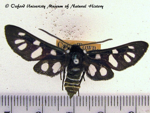 /filer/webapps/moths/media/images/M/minceus_Eutomis_A_OUMNH_02.jpg