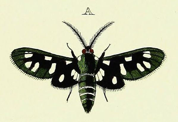 /filer/webapps/moths/media/images/M/minceus_Eutomis_Cramer4_347_A.jpg