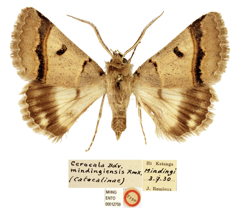 /filer/webapps/moths/media/images/M/mindingiensis_Cercocala_HT_MNHN.jpg