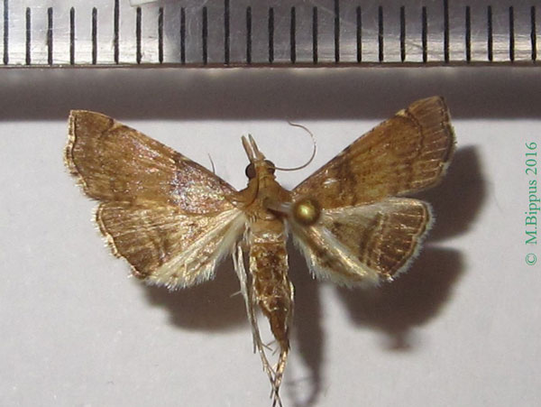 /filer/webapps/moths/media/images/M/mineti_Diplopseustoides_AF_Bippus.jpg