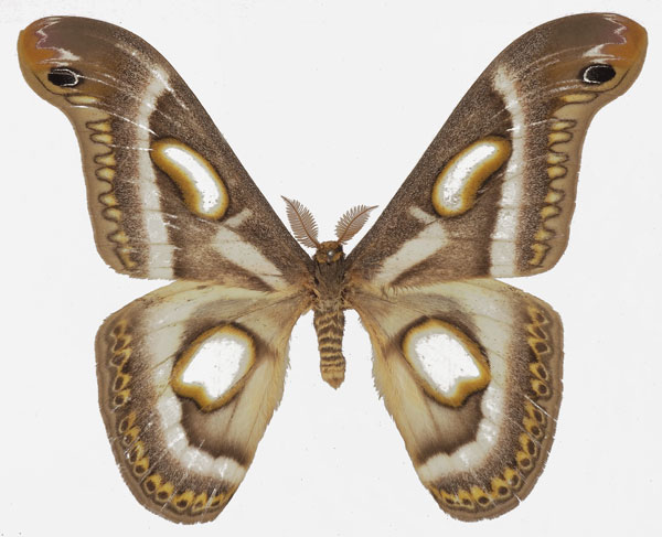 /filer/webapps/moths/media/images/M/mineti_Epiphora_AM_Basquina.jpg