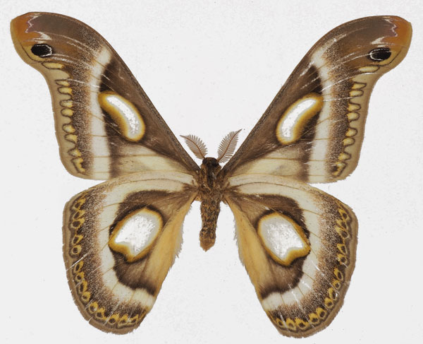 /filer/webapps/moths/media/images/M/mineti_Epiphora_AM_Basquinb.jpg