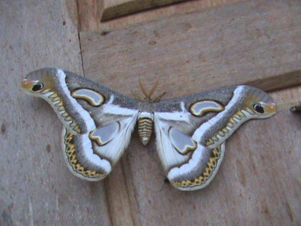 /filer/webapps/moths/media/images/M/mineti_Epiphora_A_Guyonnet.jpg