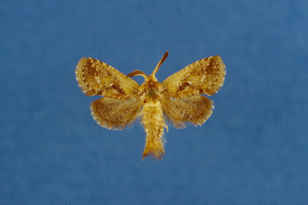 /filer/webapps/moths/media/images/M/mineti_Moyencharia_HT_Lehmann.jpg