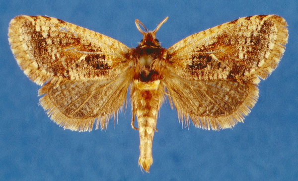 /filer/webapps/moths/media/images/M/mineti_Moyencharia_PTF_Lehmann.jpg