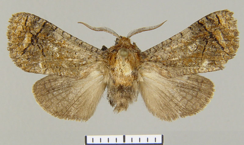 /filer/webapps/moths/media/images/M/minettii_Gumilevia_HT_ZSM.jpg