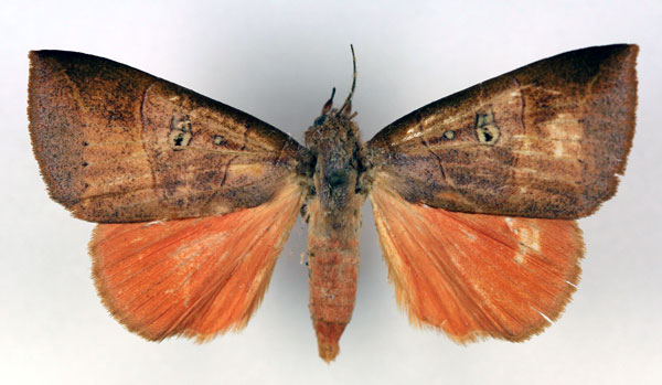 /filer/webapps/moths/media/images/M/minians_Thyas_AF_RMCA.jpg