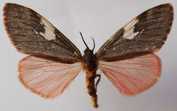 /filer/webapps/moths/media/images/M/miniata_Palasea_AF_Stroehle.jpg