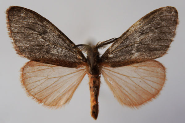 /filer/webapps/moths/media/images/M/miniata_Palasea_AM_Stroehle.jpg