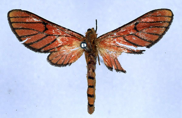 /filer/webapps/moths/media/images/M/miniata_Rhipidarctia_PT_BMNH_01.jpg