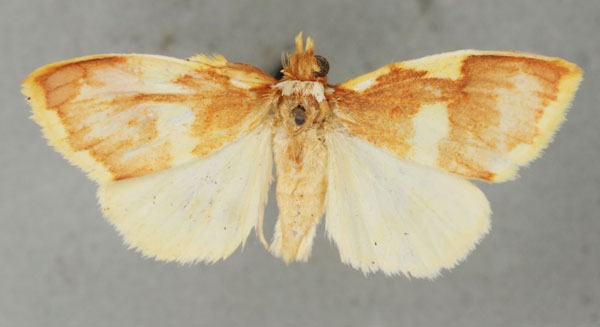 /filer/webapps/moths/media/images/M/miniata_Stenaroa_AM_BMNH_01a.jpg