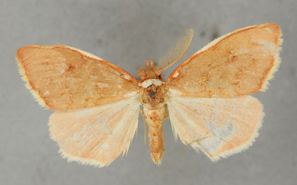 /filer/webapps/moths/media/images/M/miniata_Stenaroa_AM_BMNHa.jpg