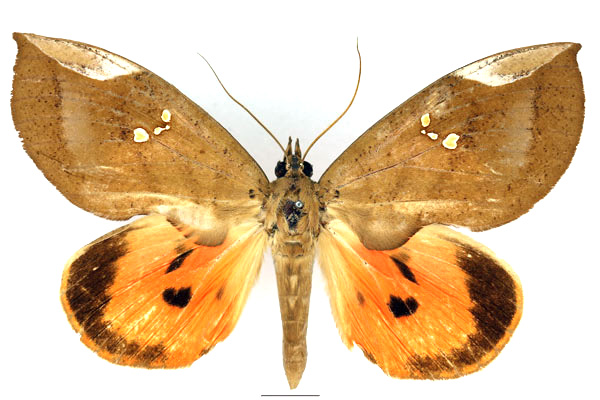 /filer/webapps/moths/media/images/M/miniatus_Lobophyllodes_AF_Basquin_01.jpg