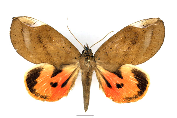 /filer/webapps/moths/media/images/M/miniatus_Lobophyllodes_AF_Basquin_02.jpg