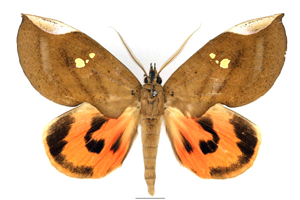 /filer/webapps/moths/media/images/M/miniatus_Lobophyllodes_AM_Basquin_01.jpg