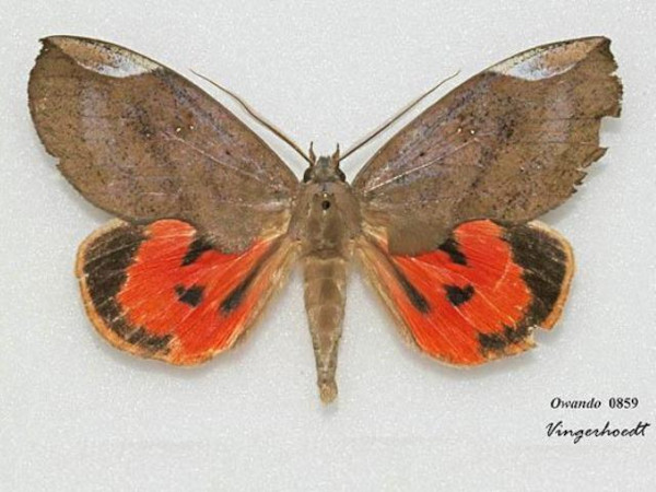 /filer/webapps/moths/media/images/M/miniatus_Lobophyllodes_A_Vingerhoedt.jpg