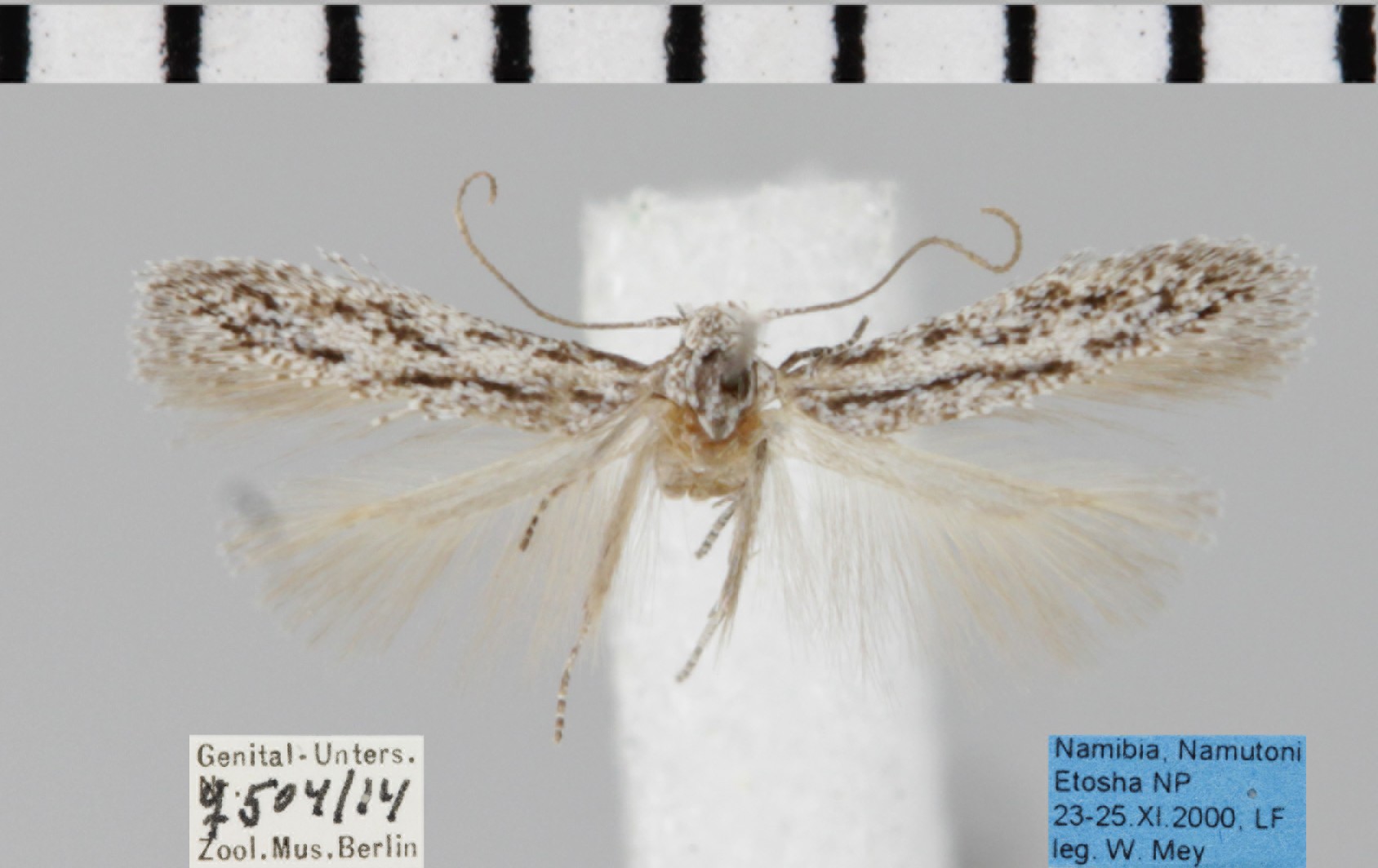 /filer/webapps/moths/media/images/M/minima_Antoniejanse_AF_TMSA_504-14.JPG