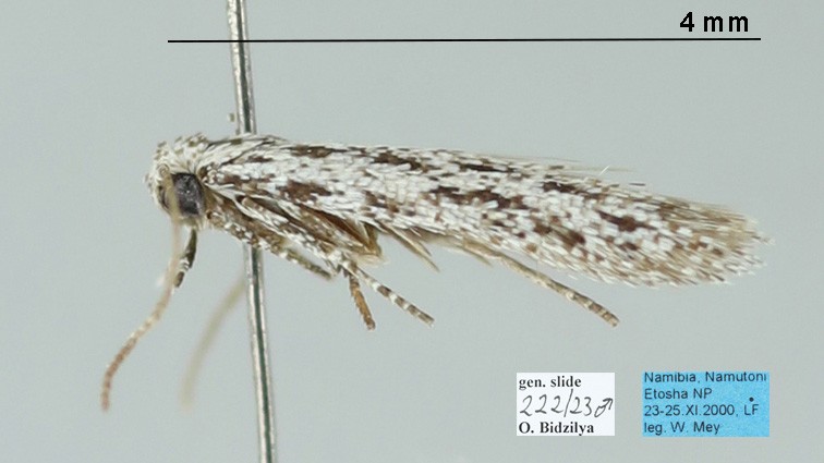 /filer/webapps/moths/media/images/M/minima_Antoniejanse_AM_TMSA_222-23.jpg