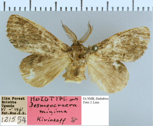 /filer/webapps/moths/media/images/M/minima_Desmeocraera_HT_NMB.jpg