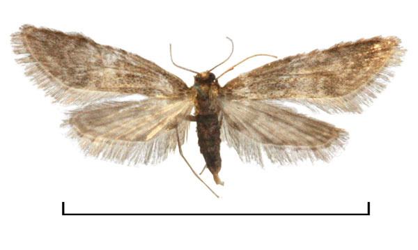 /filer/webapps/moths/media/images/M/minima_Elophila_AF_Agassiz.jpg