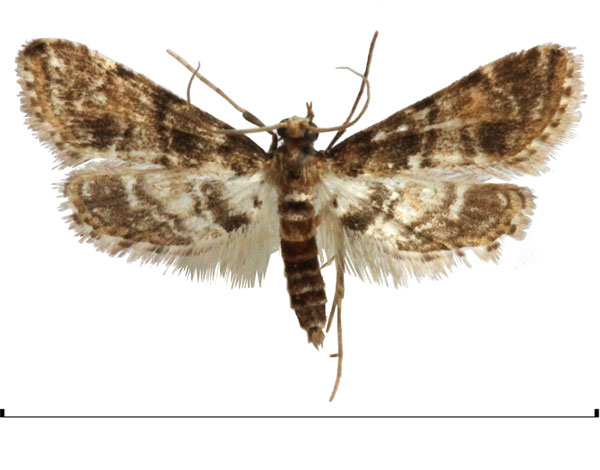 /filer/webapps/moths/media/images/M/minima_Elophila_AM_Agassiz.jpg