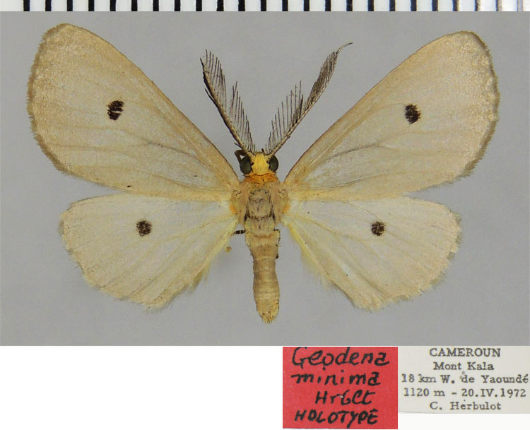 /filer/webapps/moths/media/images/M/minima_Geodena_HT_ZSMa.jpg