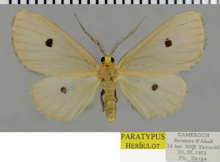 /filer/webapps/moths/media/images/M/minima_Geodena_PTF_ZSM.jpg