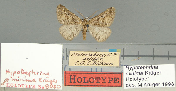 /filer/webapps/moths/media/images/M/minima_Hypotephrina_HT_TMSA.jpg