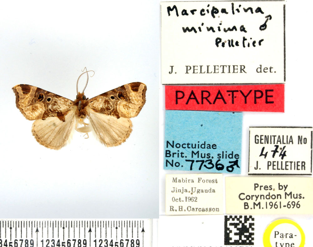/filer/webapps/moths/media/images/M/minima_Marcipalina_PTM_BMNH.jpg