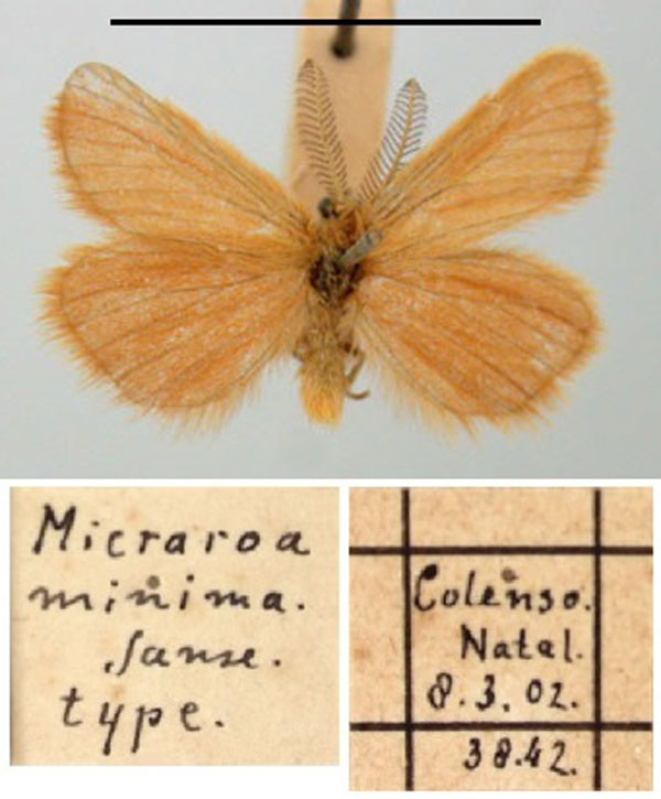 /filer/webapps/moths/media/images/M/minima_Micraroa_HT_TMSA.jpg