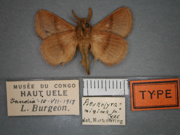 /filer/webapps/moths/media/images/M/minima_Pseudolyra_HT_RMCA_02.jpg