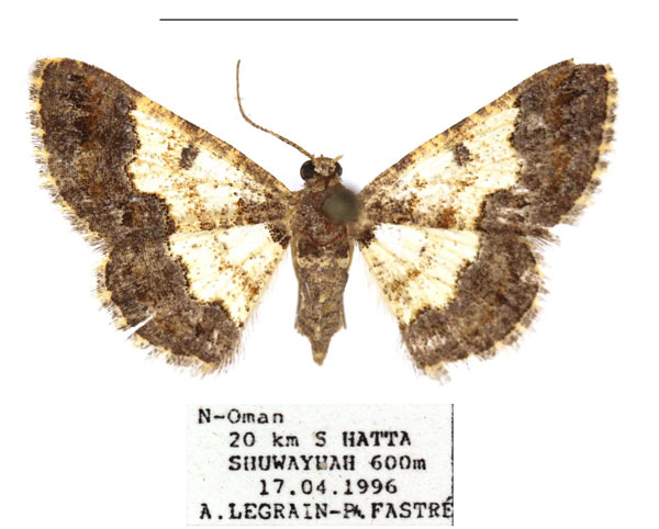 /filer/webapps/moths/media/images/M/minimaria_Zamarada_AF_RBINS.jpg
