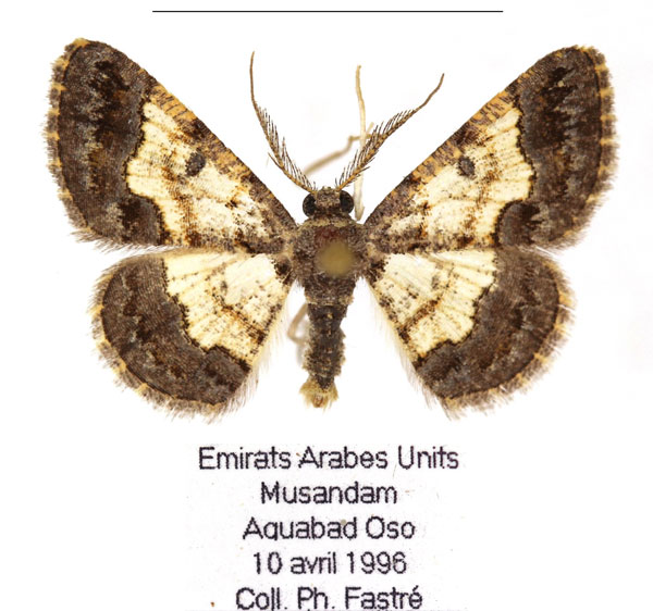/filer/webapps/moths/media/images/M/minimaria_Zamarada_AM_RBINS.jpg