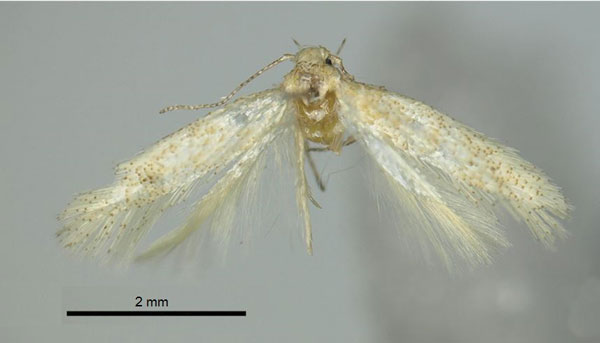 /filer/webapps/moths/media/images/M/minimorum_Tricerophora_PT_ZMHB.jpg
