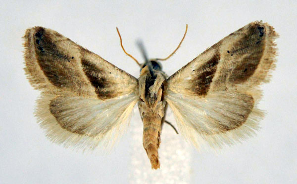 /filer/webapps/moths/media/images/M/miniparva_Eublemma_A_NHMO.jpg