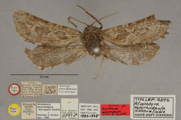 /filer/webapps/moths/media/images/M/minirhodaula_Afrotheora_HTM_OUMNHa_01.jpg