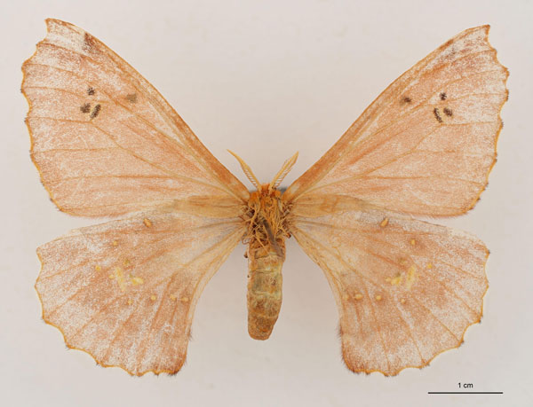 /filer/webapps/moths/media/images/M/minnettii_Eosia_HT_RBINS_01.jpg