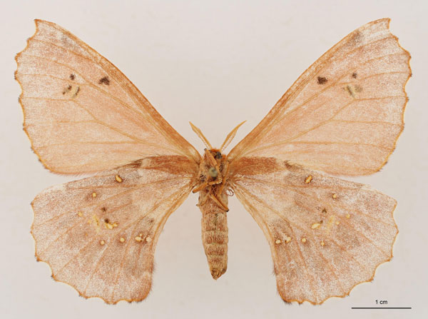 /filer/webapps/moths/media/images/M/minnettii_Eosia_HT_RBINS_02.jpg