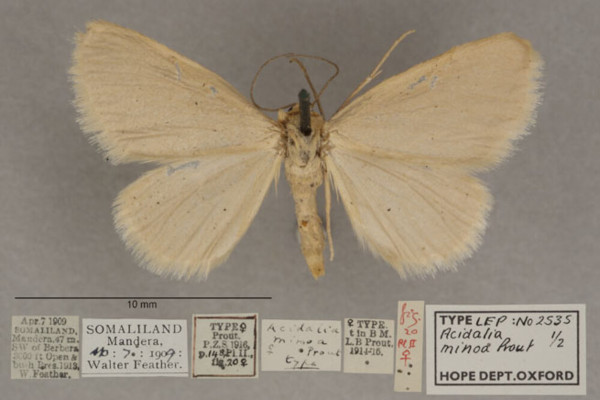 /filer/webapps/moths/media/images/M/minoa_Scopula_HTF_OUMNHa_01.jpg