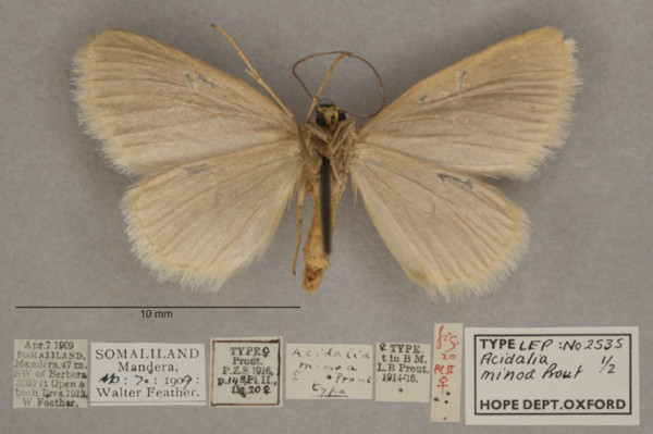 /filer/webapps/moths/media/images/M/minoa_Scopula_HTF_OUMNHb_01.jpg