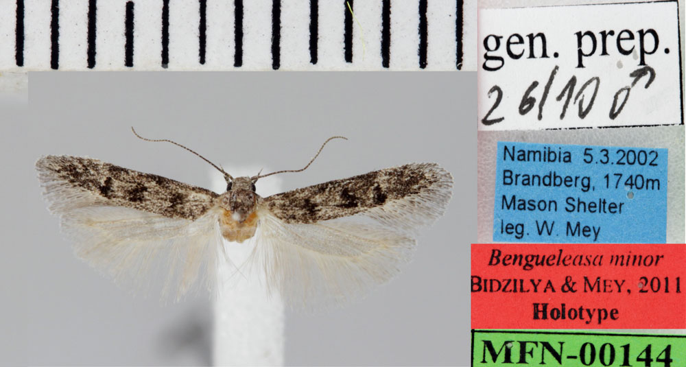 /filer/webapps/moths/media/images/M/minor_Benguelasa_HT_ZMHB.jpg