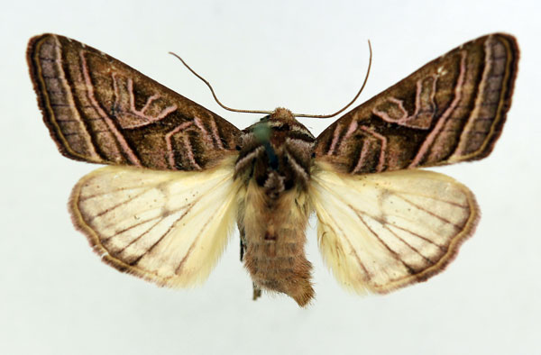 /filer/webapps/moths/media/images/M/minor_Conservula_AM_ISEA.jpg