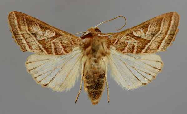 /filer/webapps/moths/media/images/M/minor_Conservula_A_RMCA_01.jpg