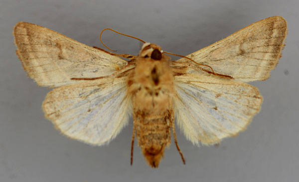 /filer/webapps/moths/media/images/M/minor_Conservula_A_RMCA_02.jpg