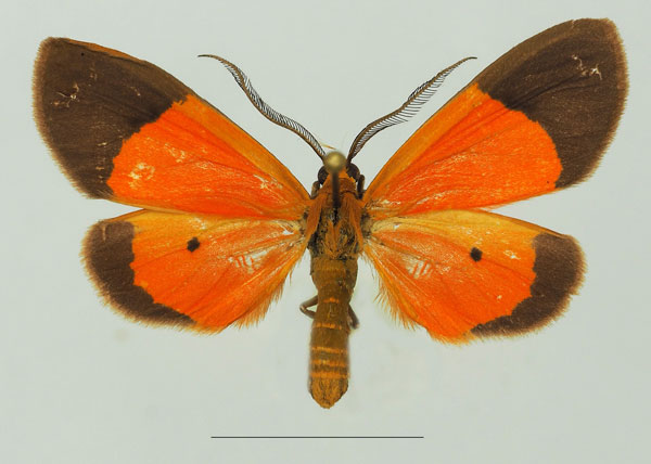 /filer/webapps/moths/media/images/M/minor_Ereunetea_AF_Basquina.jpg